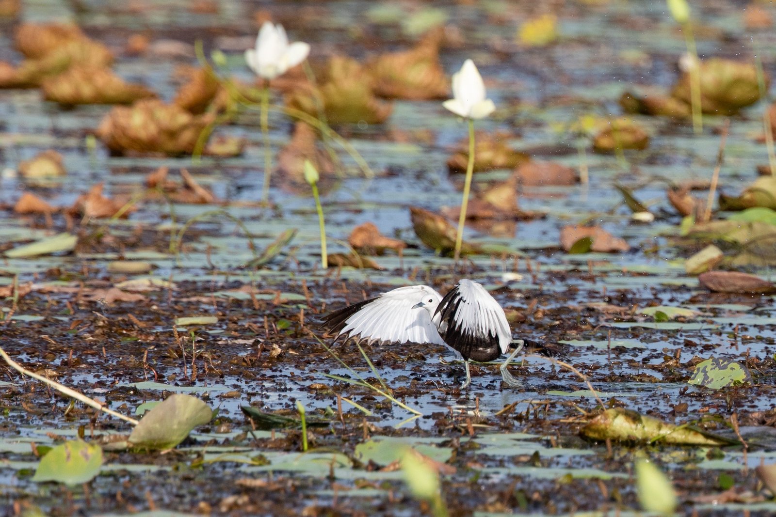 wildlife photography safari Pheasant tailed Jacana Sri Lanka Inger Vandyke